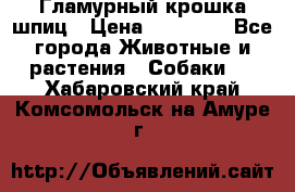 Гламурный крошка шпиц › Цена ­ 30 000 - Все города Животные и растения » Собаки   . Хабаровский край,Комсомольск-на-Амуре г.